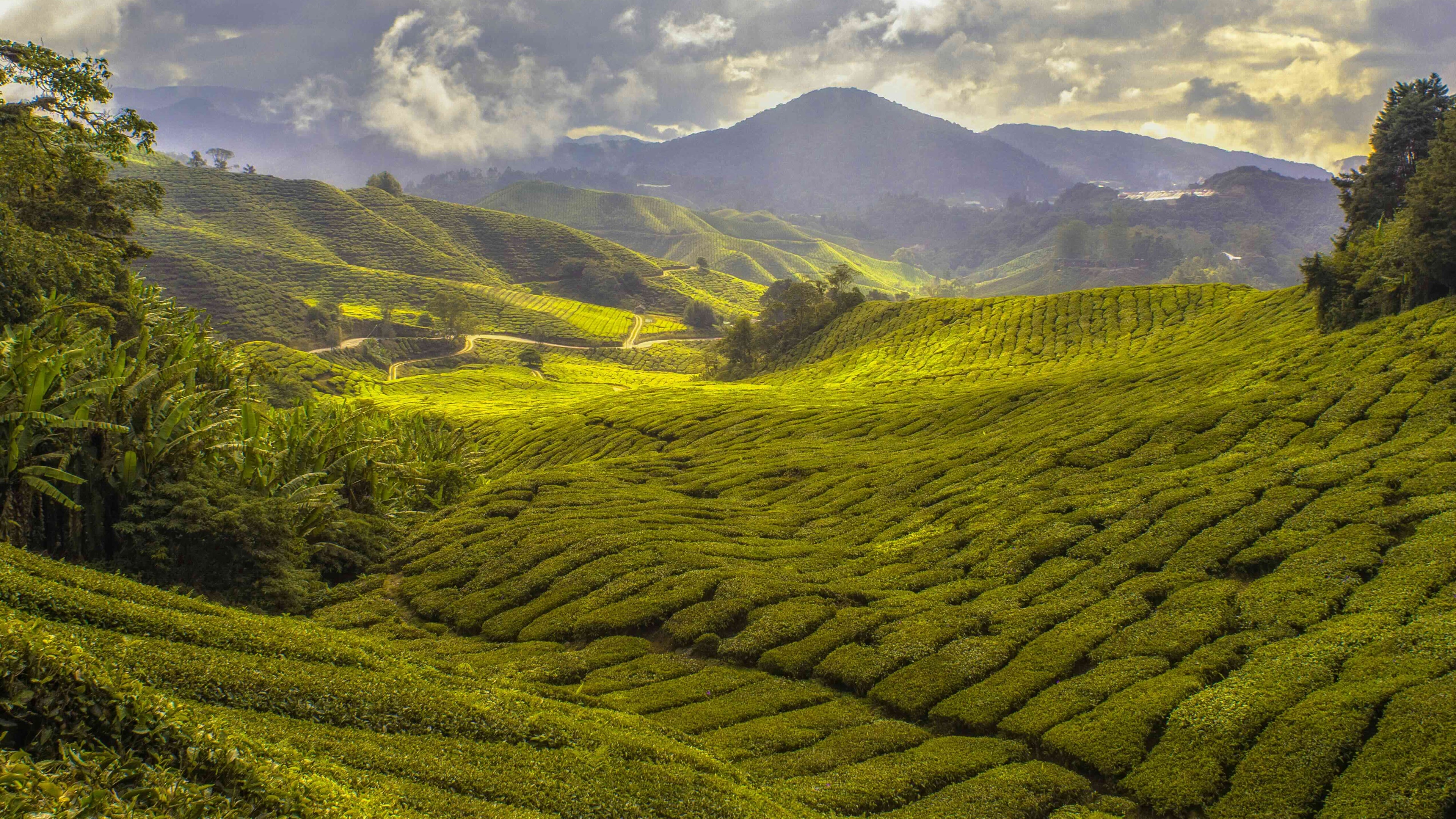 Matcha tea plantation in Japan